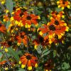 Rudbeckia Prairie Glow